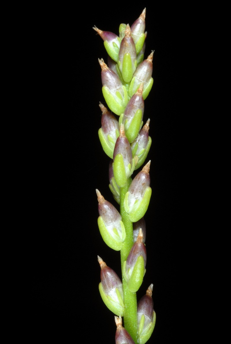 Slender Plantain photo 2