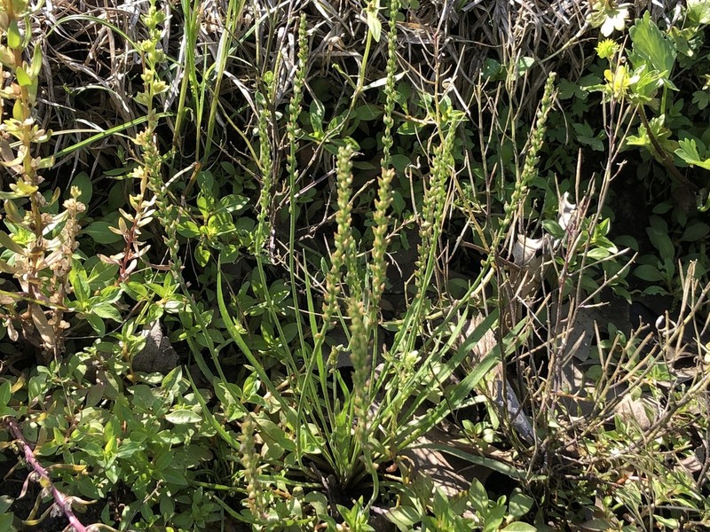 Slender Plantain photo 5
