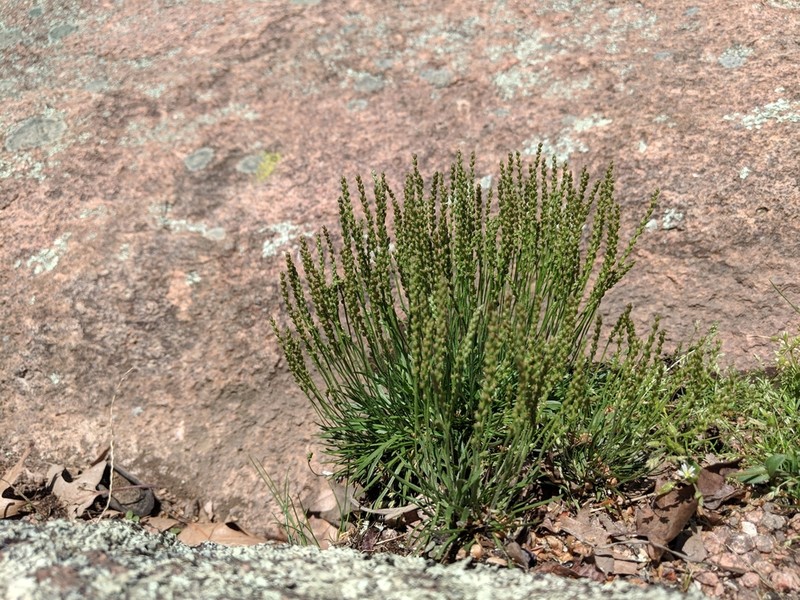 Slender Plantain photo 6