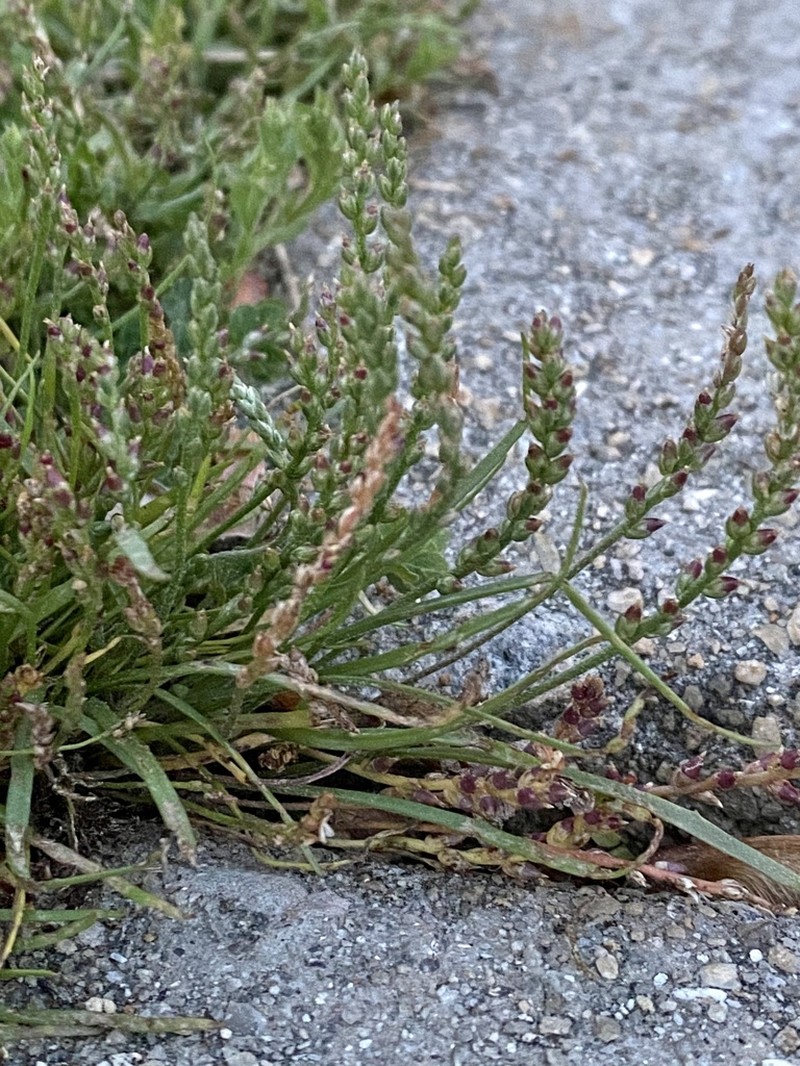 Slender Plantain photo 8