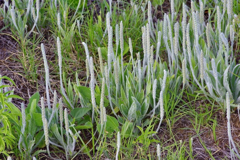 California Plantain photo 2
