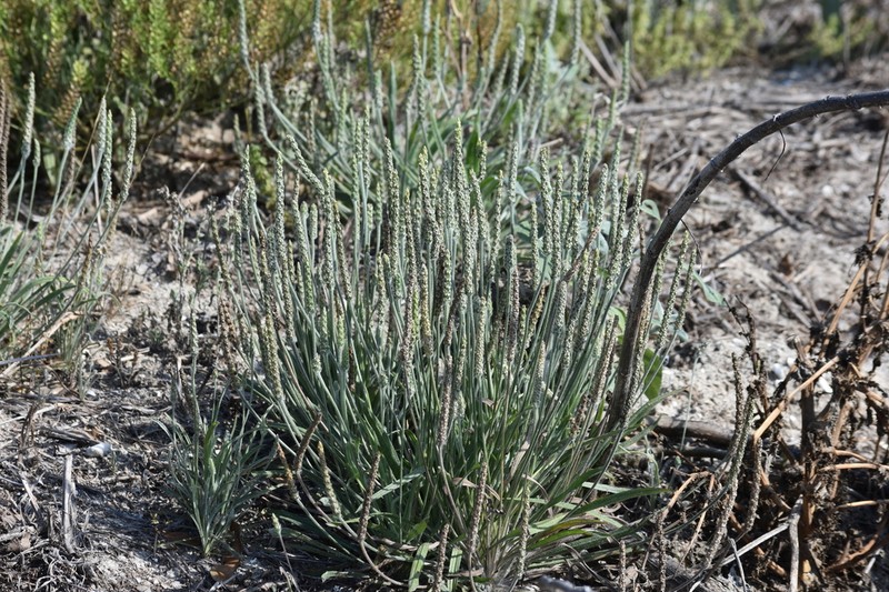 California Plantain photo 5