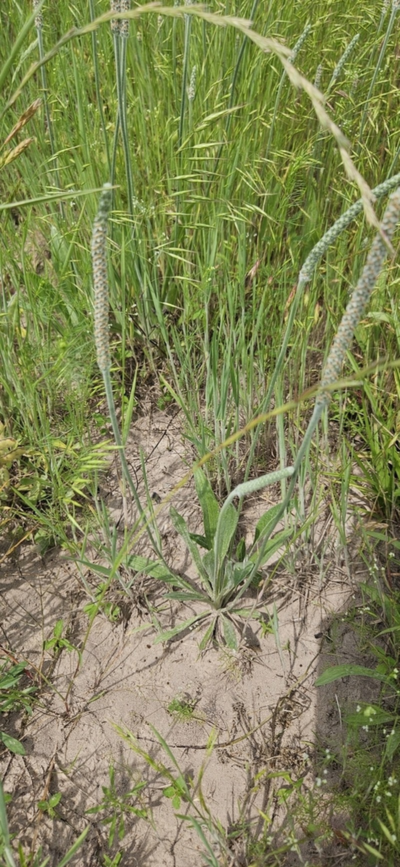 California Plantain photo 6