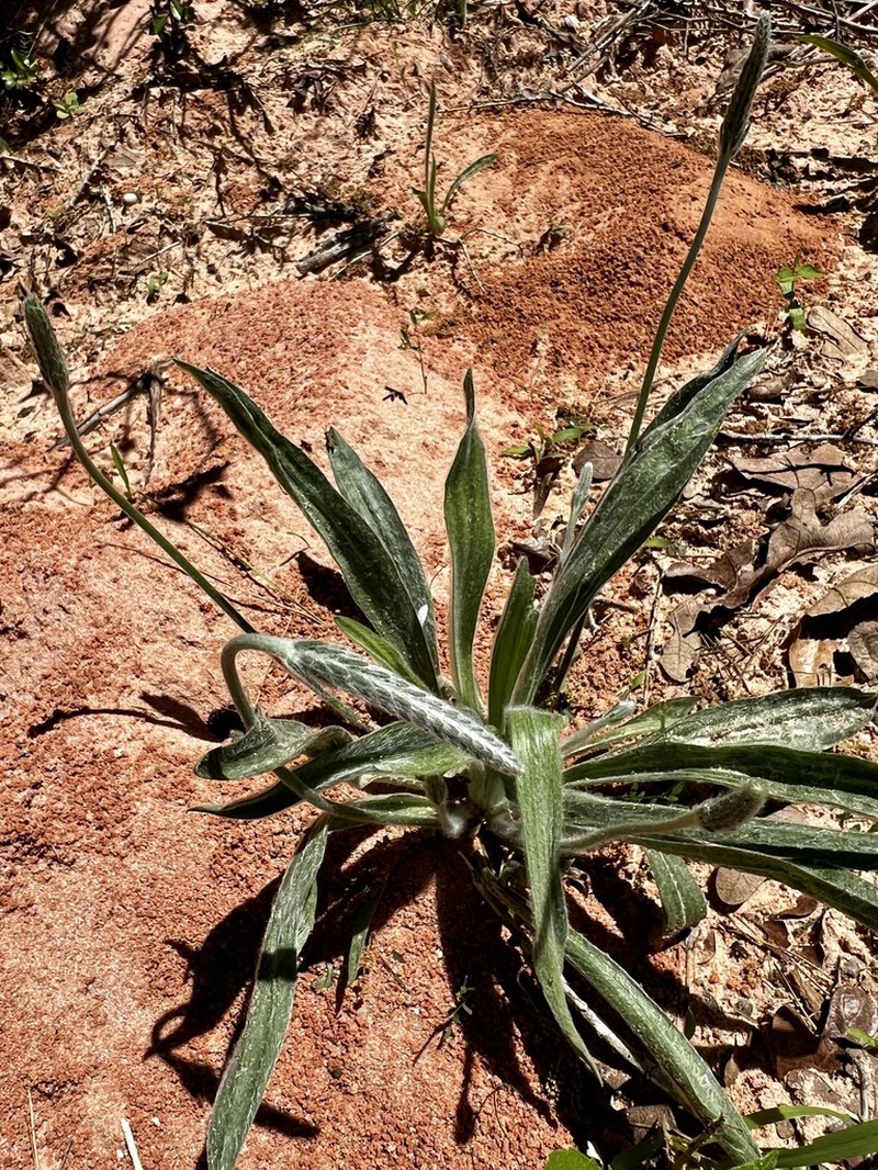 California Plantain photo 7