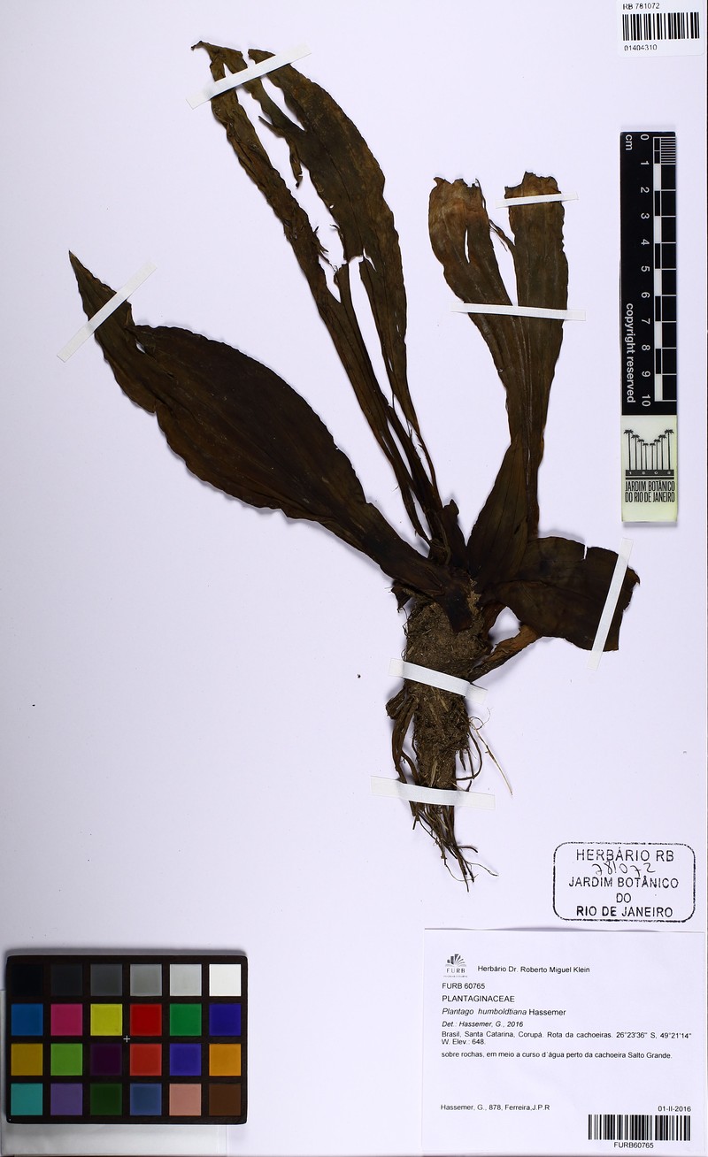 Plantago humboldtiana