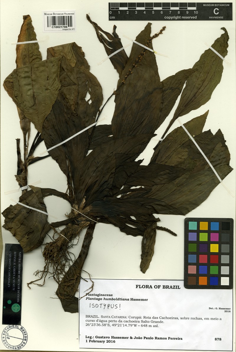 Plantago humboldtiana photo 2