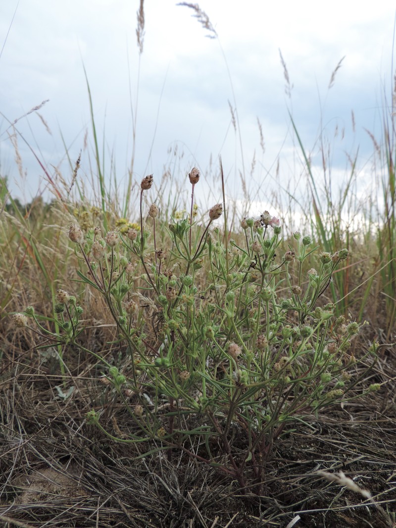 Sand Plantain photo 5