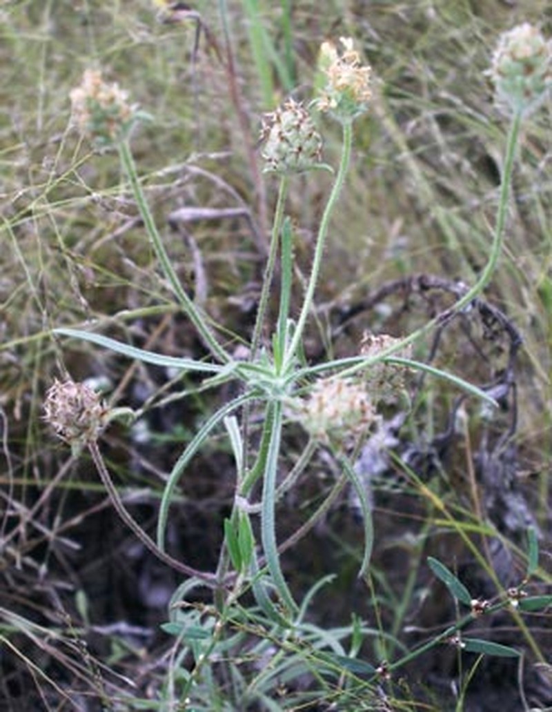 Sand Plantain photo 6