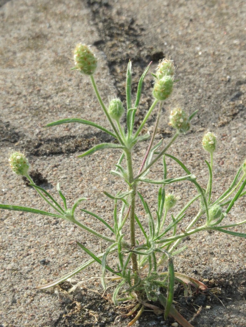 Sand Plantain photo 8