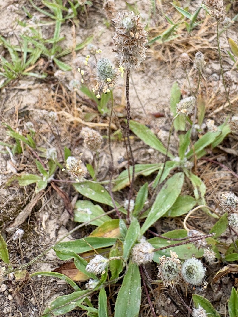 Plantago lagopus subsp. lagopus