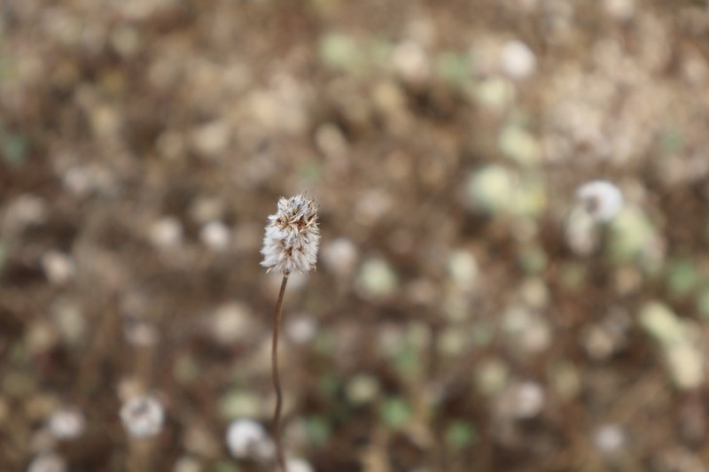 Plantago lagopus subsp. lagopus photo 2
