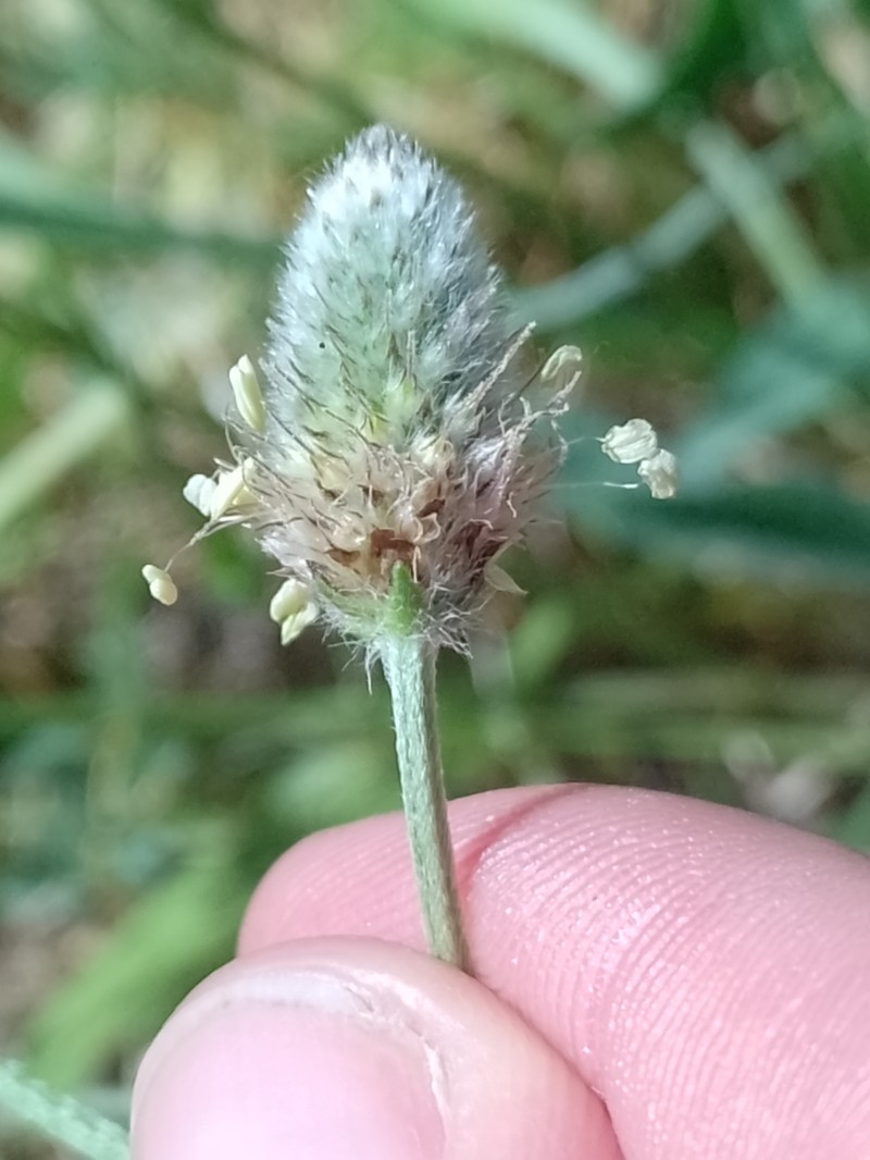 Plantago lagopus subsp. lagopus photo 3