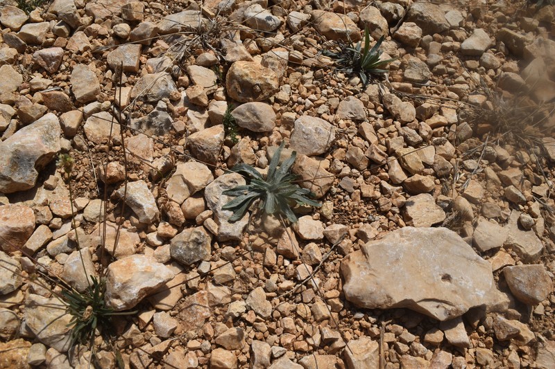 Plantago lagopus subsp. lagopus photo 4