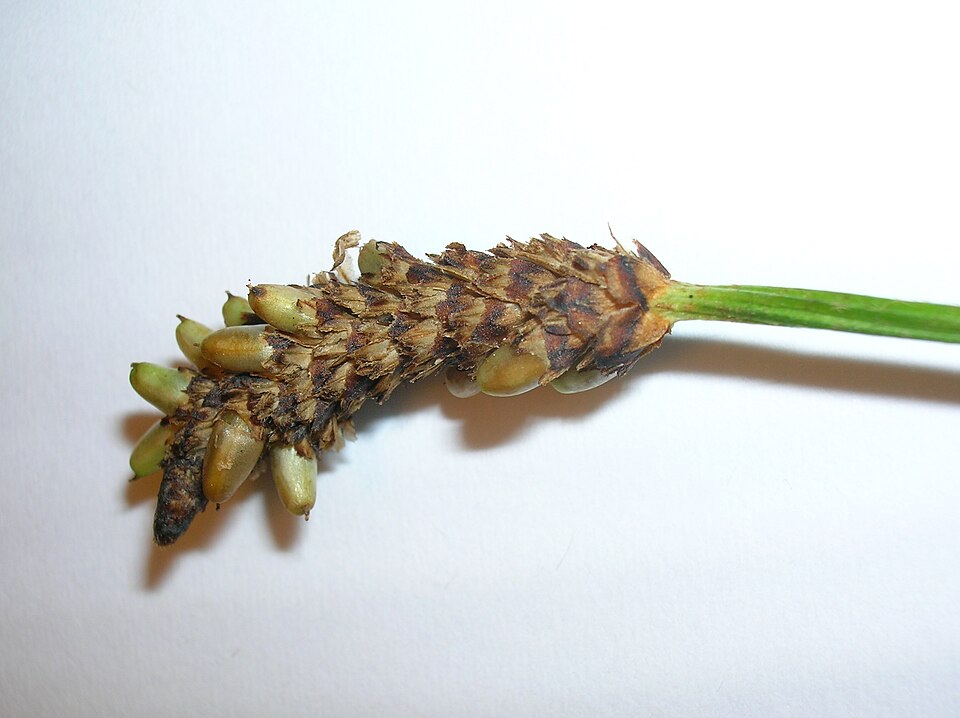 Narrowleaf Plantain photo 5