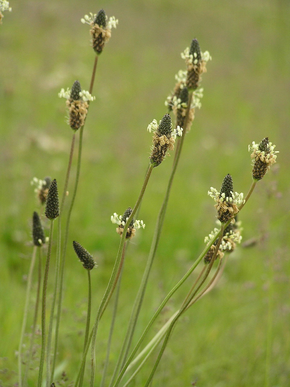 Narrowleaf Plantain photo 6
