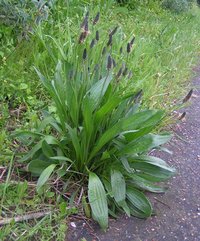 Narrowleaf Plantain