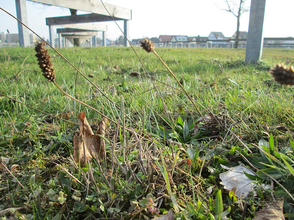 Narrowleaf Plantain photo 7
