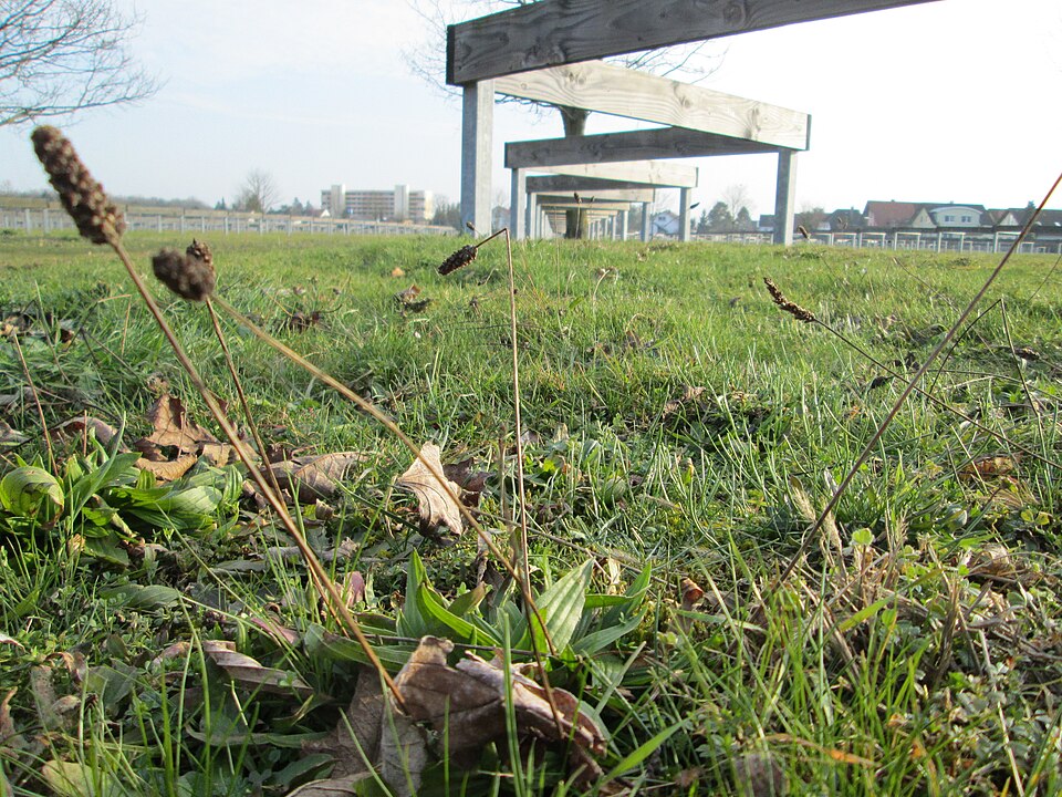 Narrowleaf Plantain photo 8