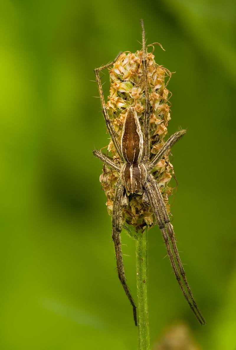 Narrowleaf Plantain photo 2