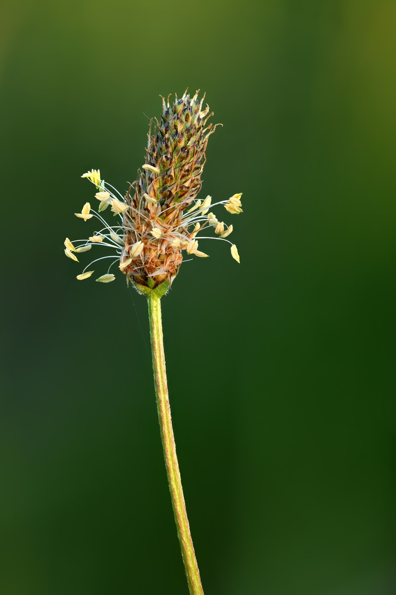 Narrowleaf Plantain photo 3