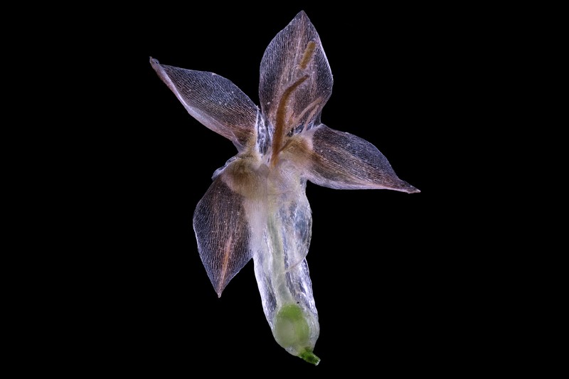 Narrowleaf Plantain photo 4