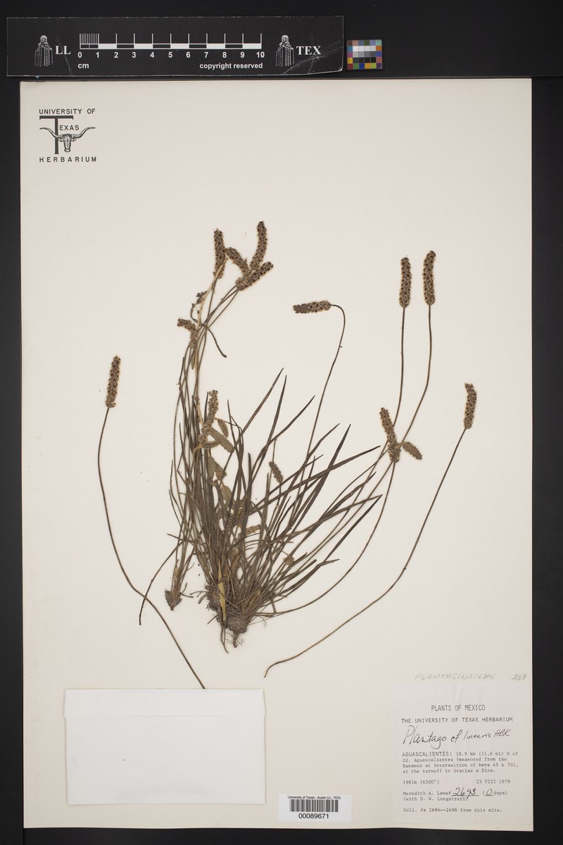 Plantago linearis var. linearis