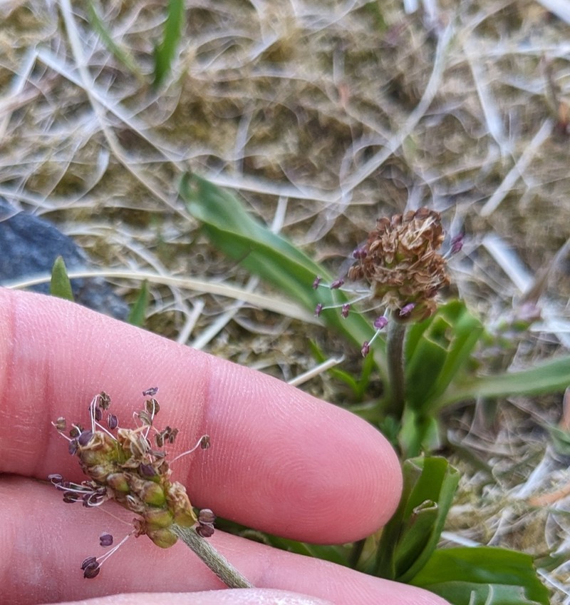 Seashore Plantain