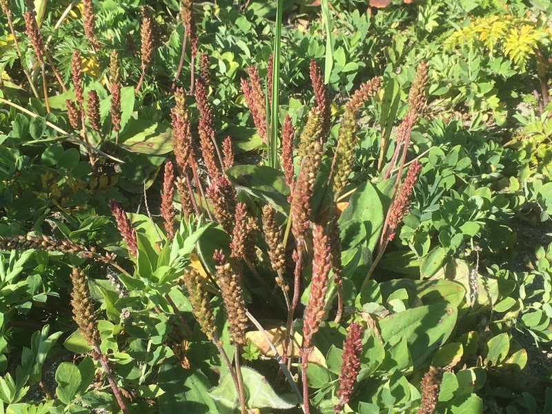 Seashore Plantain photo 3