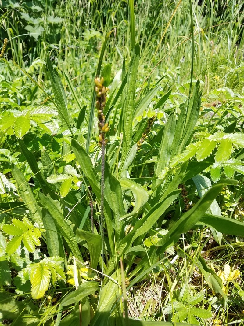 Seashore Plantain photo 4