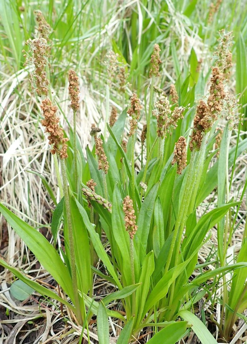 Seashore Plantain photo 5