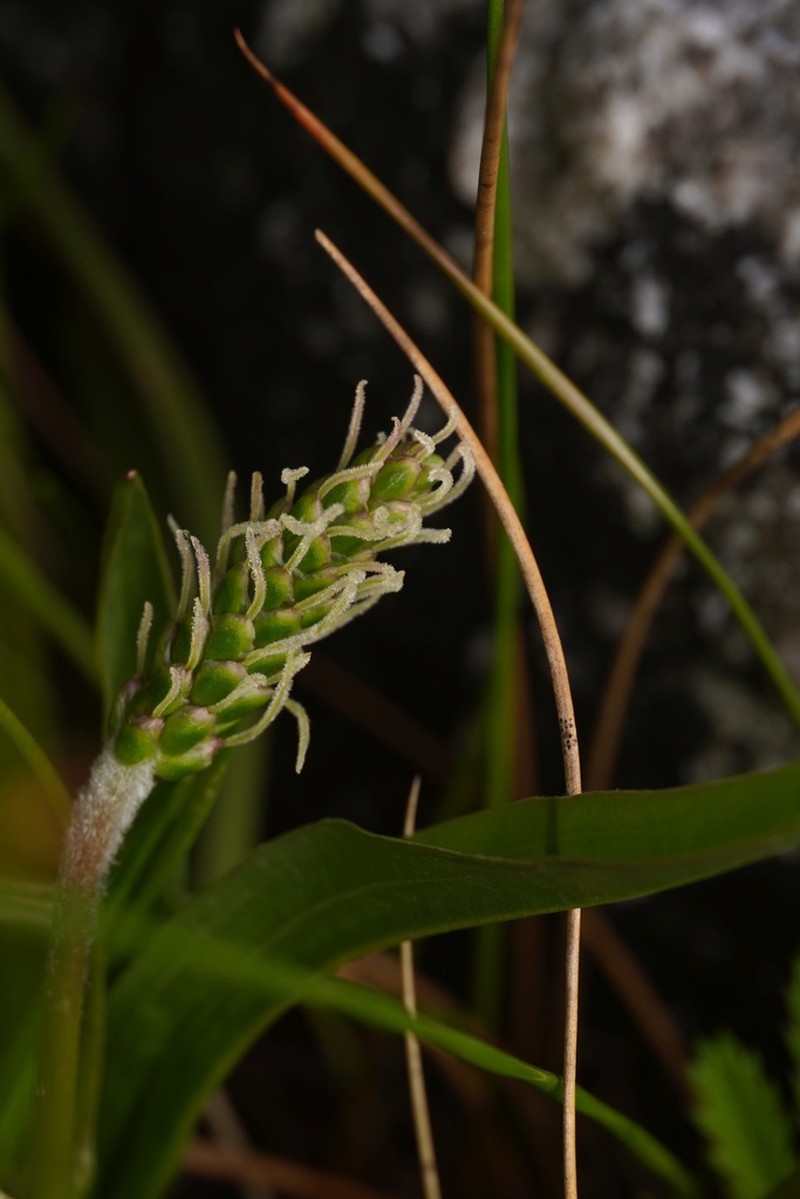 Seashore Plantain photo 6