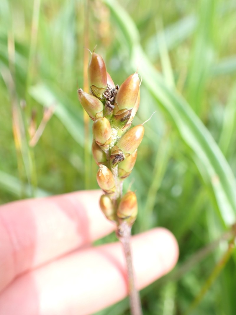 Seashore Plantain photo 7