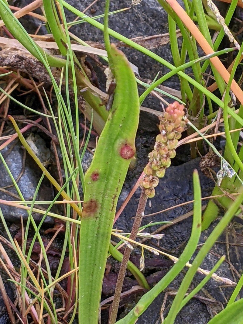 Seashore Plantain photo 8