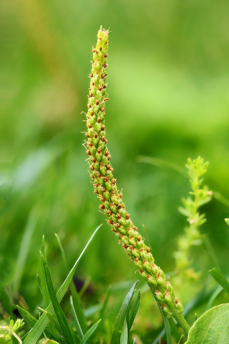 Common Plantain photo 3