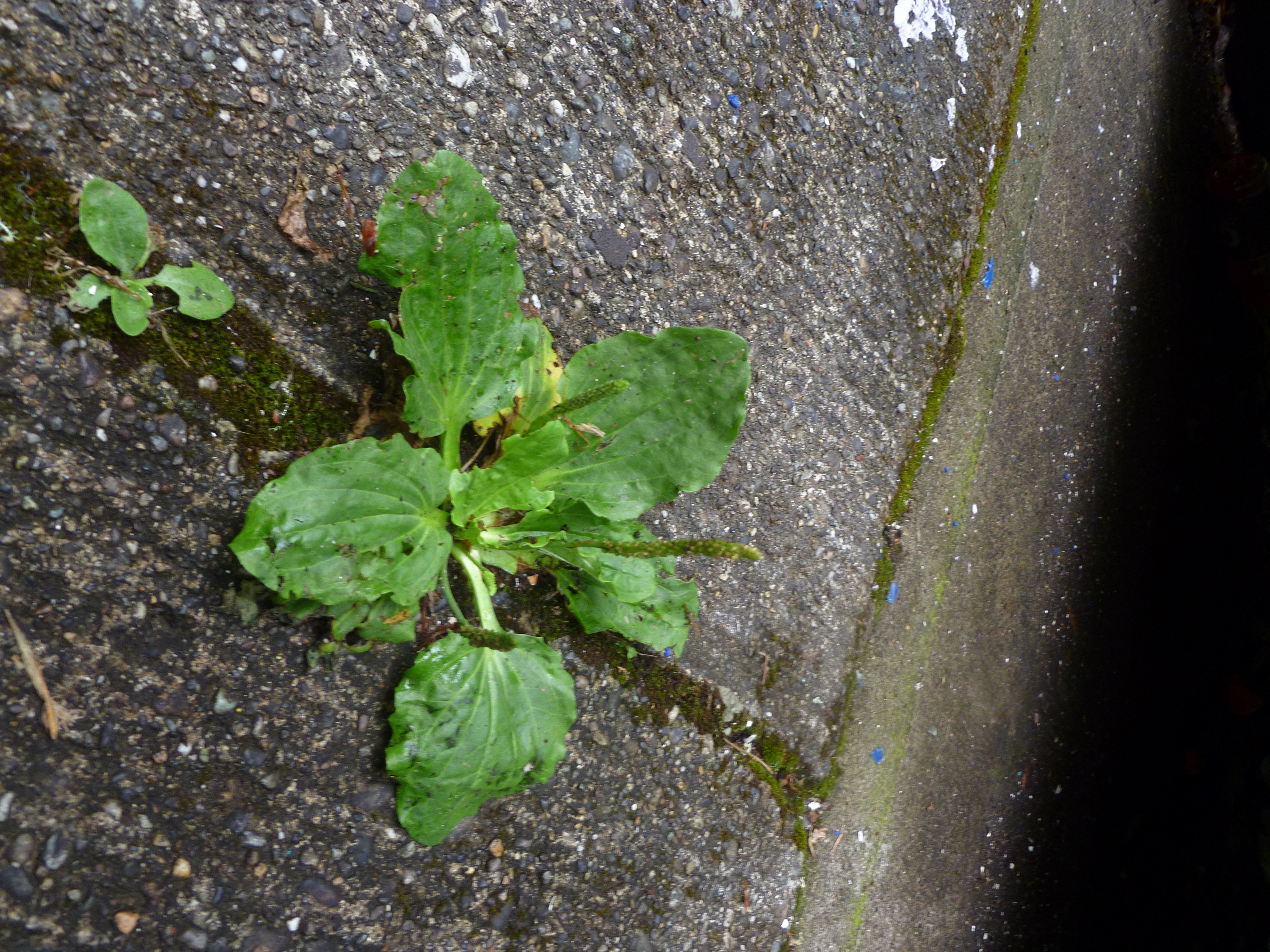 Common Plantain photo 4