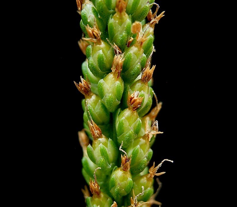 Common Plantain photo 5