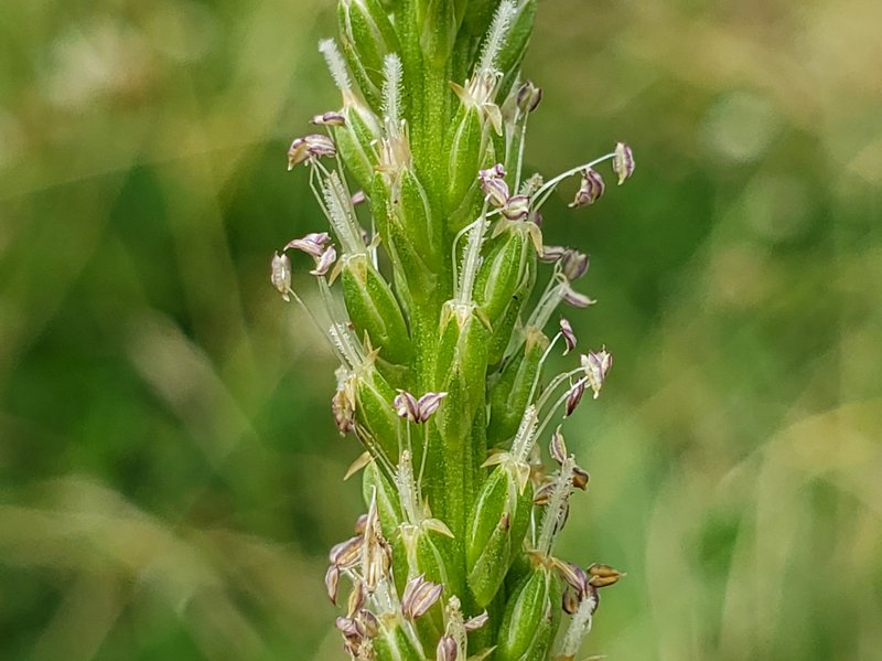 Common Plantain photo 6