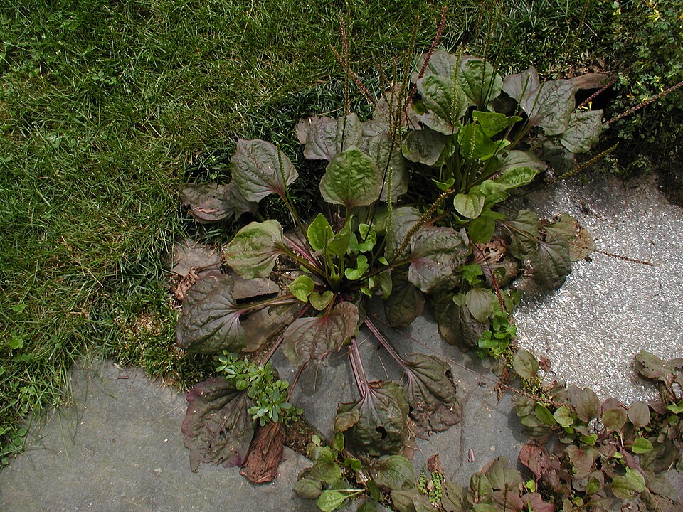 Common Plantain photo 7