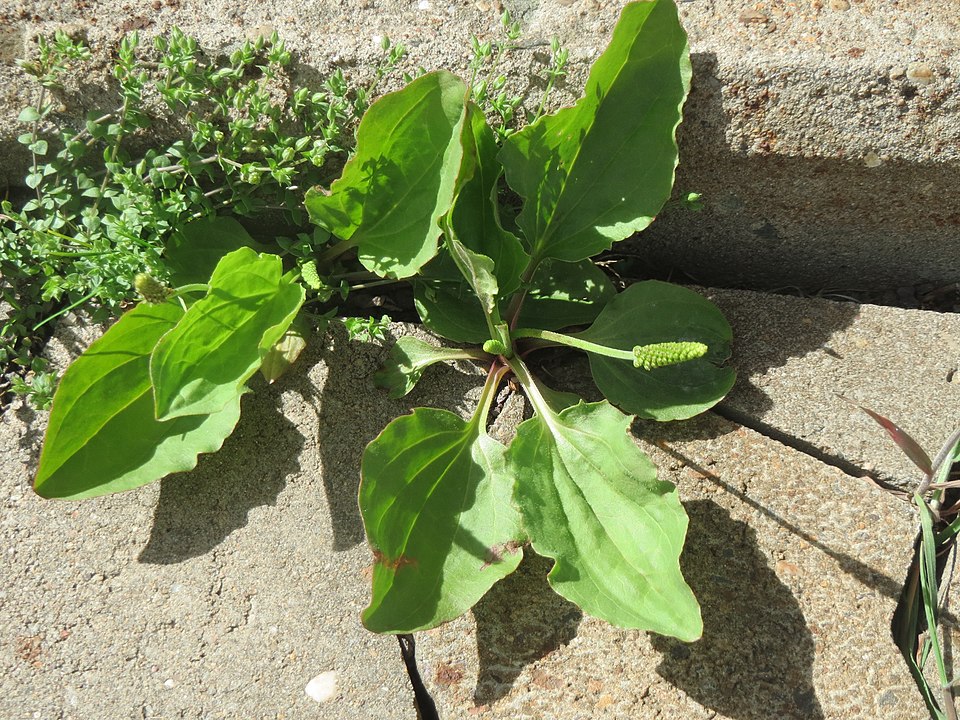 Common Plantain photo 8