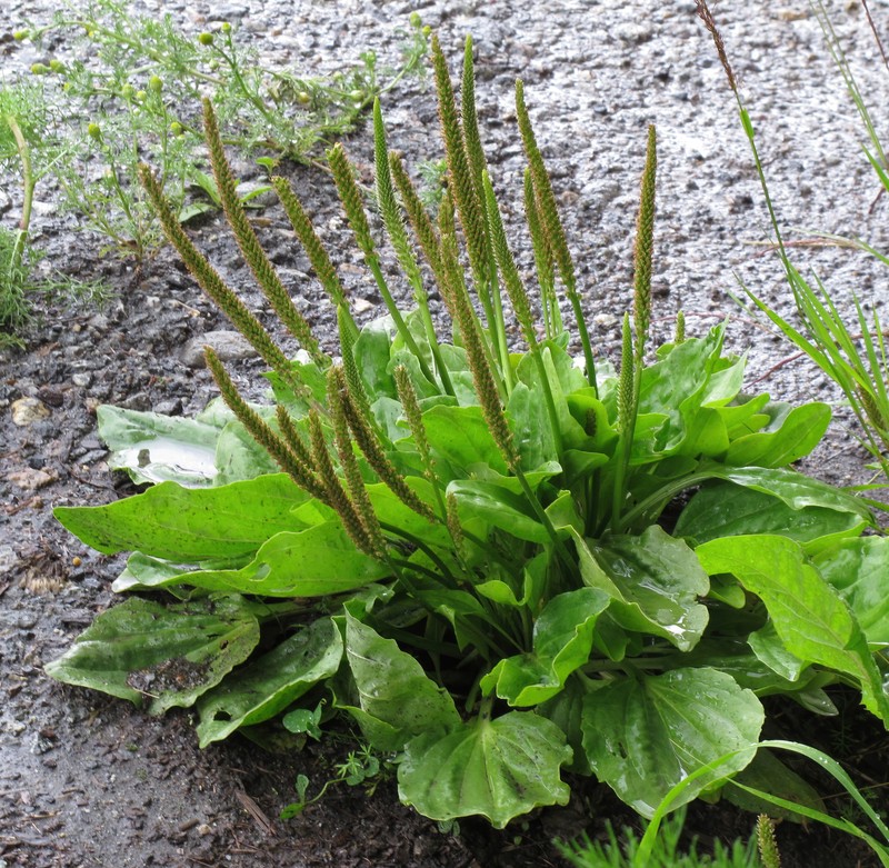 Common Plantain photo 2