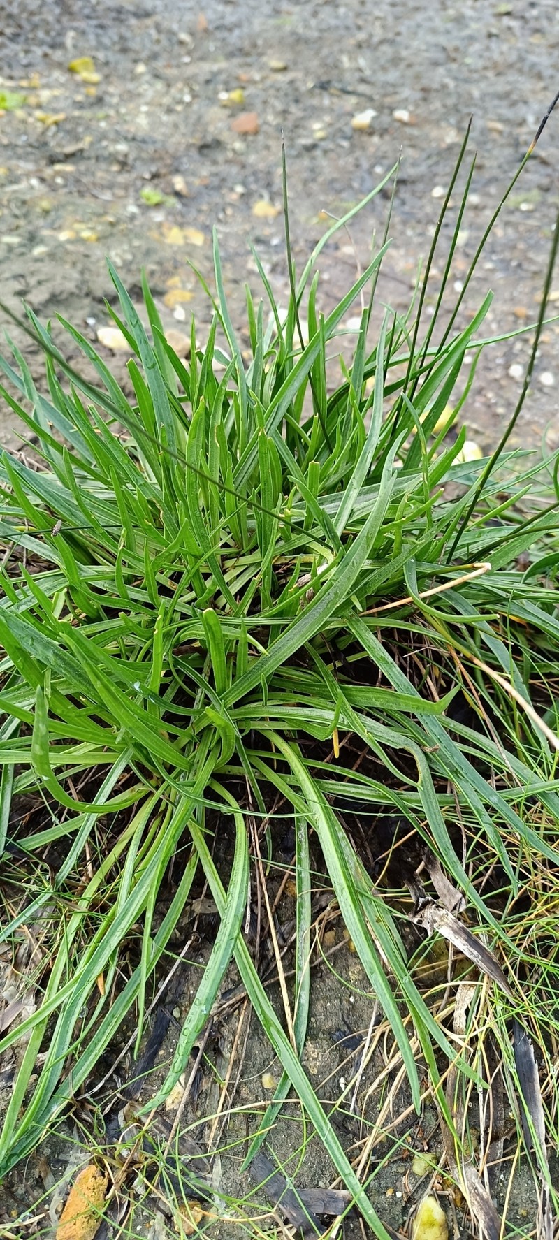 Plantago maritima subsp. maritima