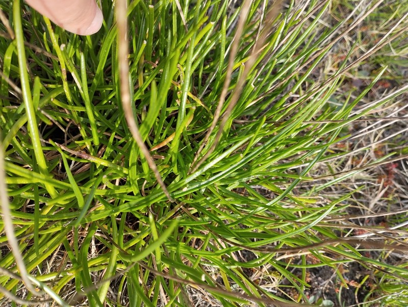 Plantago maritima subsp. maritima photo 2