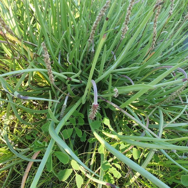 Plantago maritima subsp. maritima photo 3