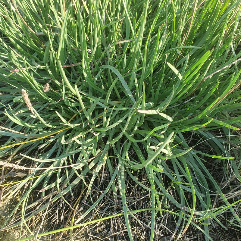 Plantago maritima subsp. maritima photo 4