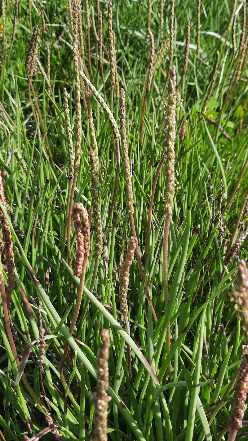 Plantago maritima subsp. maritima photo 5