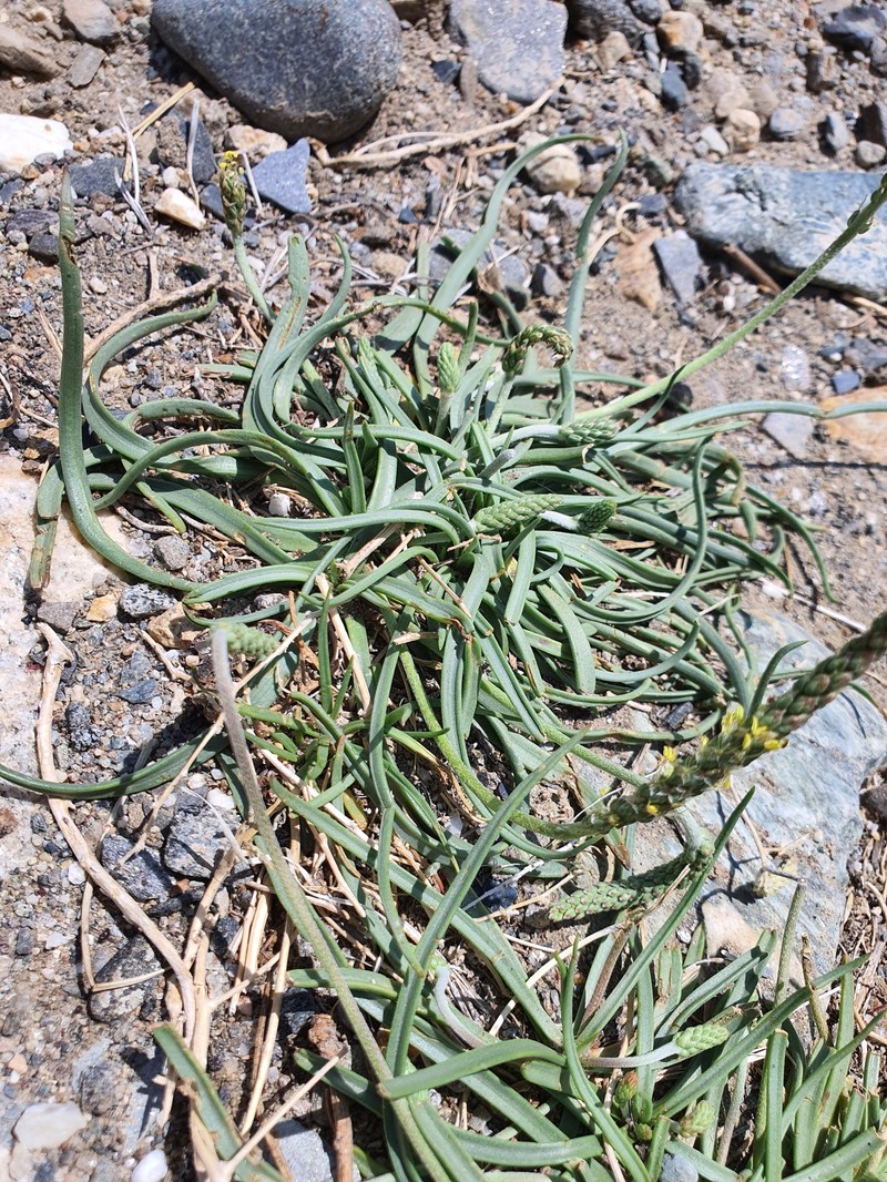 Plantago maritima subsp. maritima photo 6