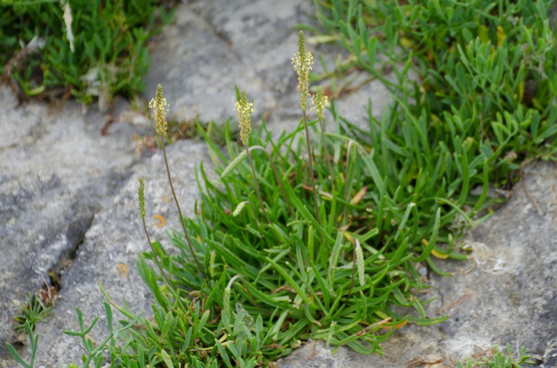 Plantago maritima subsp. maritima photo 7