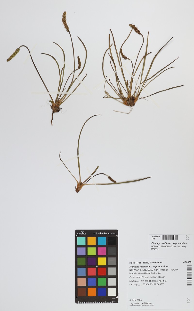 Plantago maritima subsp. maritima photo 8