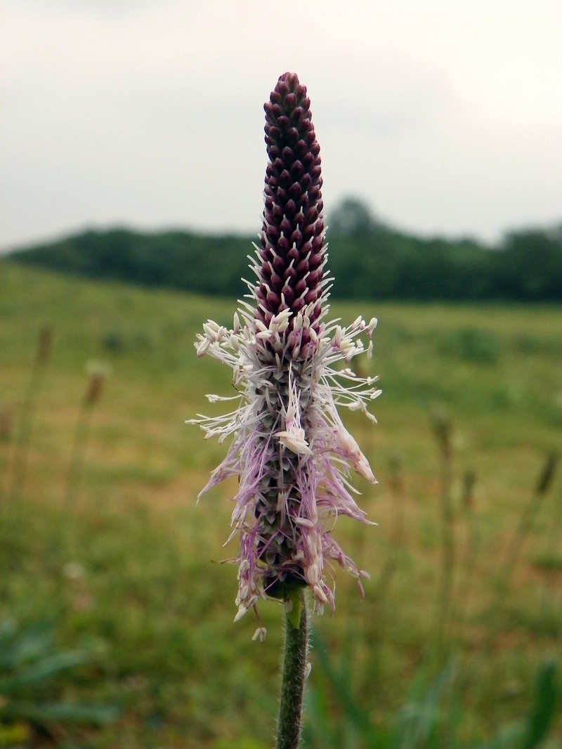 Hoary Plantain photo 2
