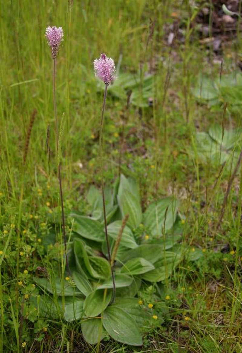 Hoary Plantain
